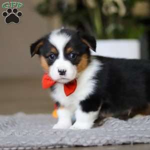 Mason, Pembroke Welsh Corgi Puppy